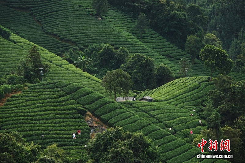 Гуансидің Хэчжоу қаласында 200 000 му-дан астам шай бағының өнімдері жинала бастады