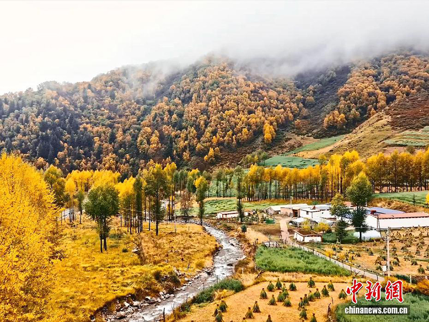 Үстірттегі күз көрінісі: Қарға оранған шың басы және күз түсіне боялған орман-тау