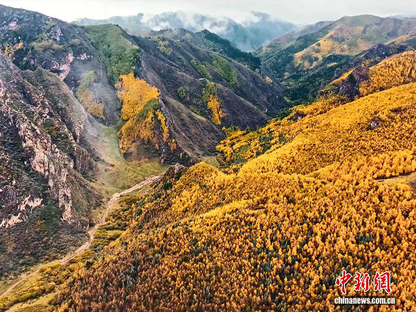 Үстірттегі күз көрінісі: Қарға оранған шың басы және күз түсіне боялған орман-тау