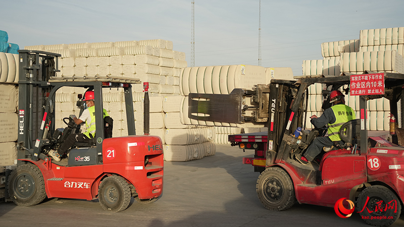 Шыңжаңның Алар қаласында жаңа мақталар қамбаға кірді