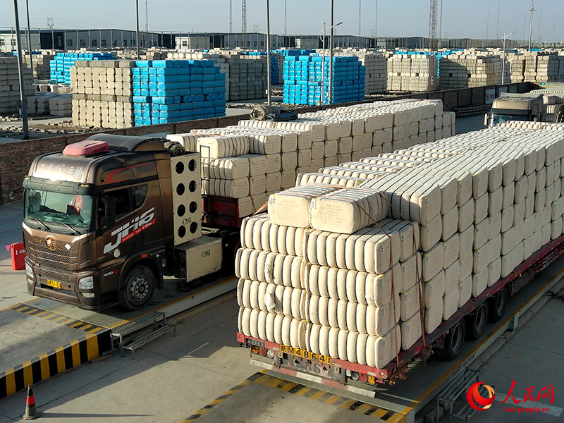 Шыңжаңның Алар қаласында жаңа мақталар қамбаға кірді