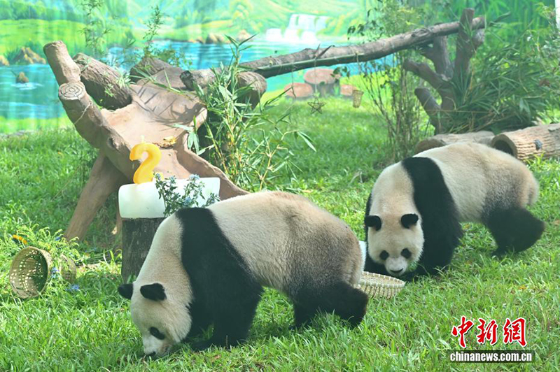 Гуанчжоу хайуанаттар бағында жаңа панда павильоны ашылды