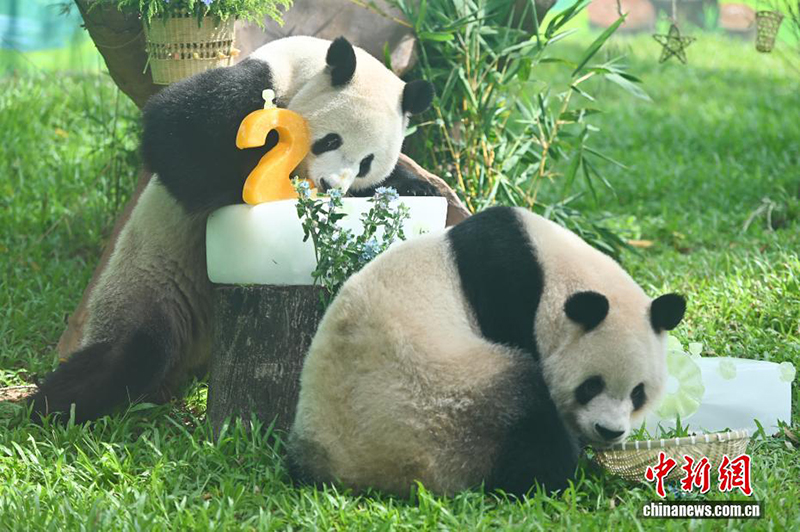 Гуанчжоу хайуанаттар бағында жаңа панда павильоны ашылды