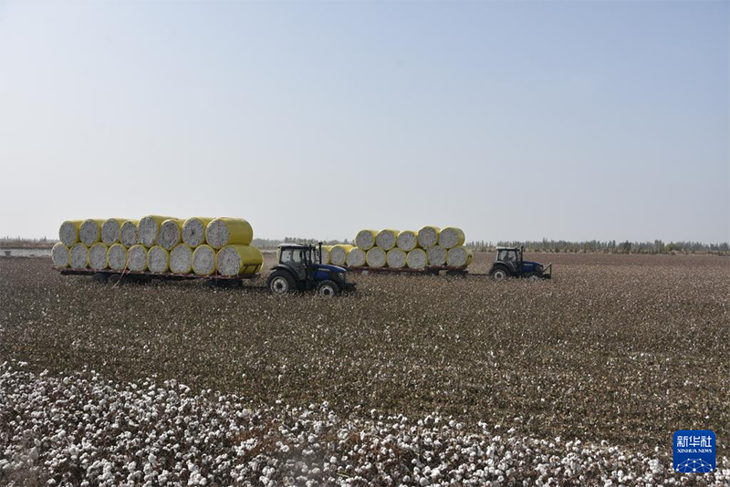 Шыңжаңда мақта қауырт жиналып жатыр