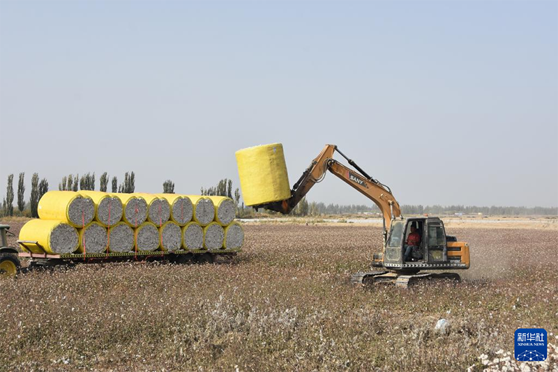 Шыңжаңда мақта қауырт жиналып жатыр