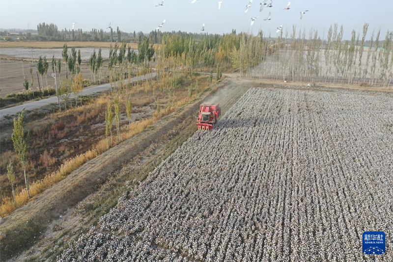 Шыңжаңда мақта қауырт жиналып жатыр