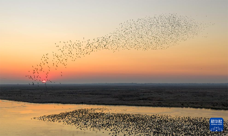 Хэйлунцзянның жайлы экологиясын мекендейтін жыл құстары көбейді