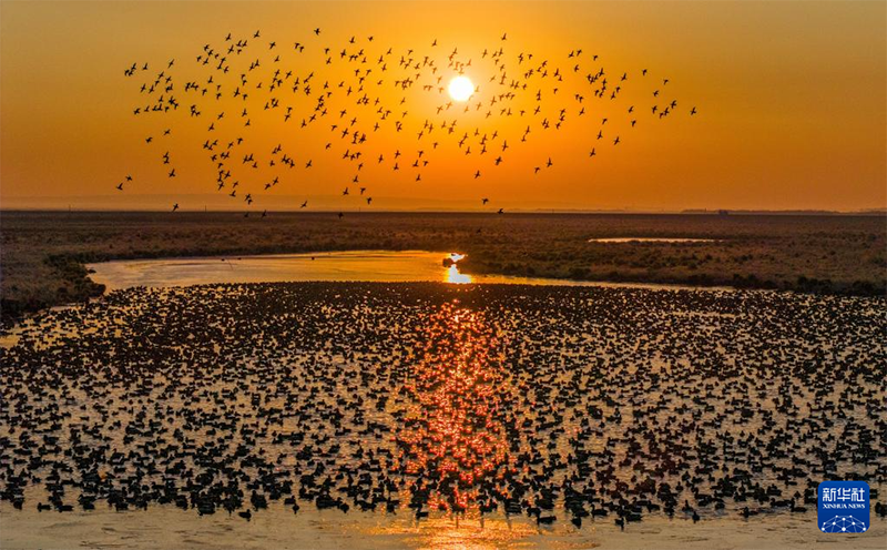 Хэйлунцзянның жайлы экологиясын мекендейтін жыл құстары көбейді