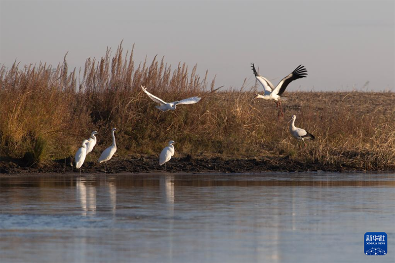 Хэйлунцзянның жайлы экологиясын мекендейтін жыл құстары көбейді
