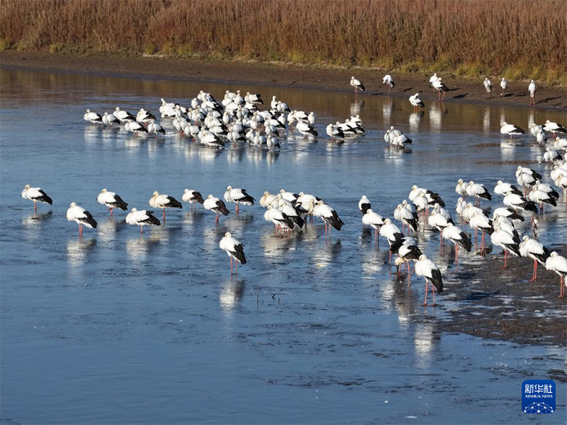 Хэйлунцзянның жайлы экологиясын мекендейтін жыл құстары көбейді