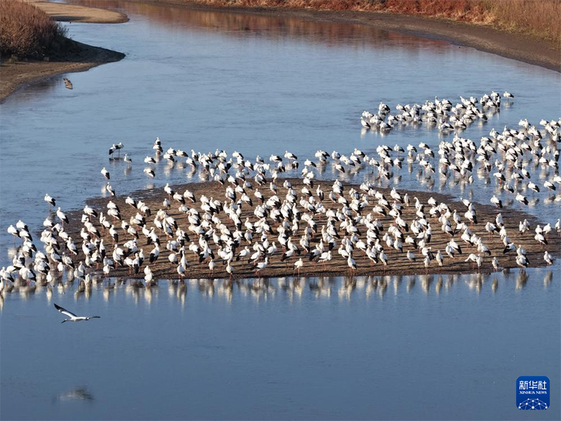 Хэйлунцзянның жайлы экологиясын мекендейтін жыл құстары көбейді
