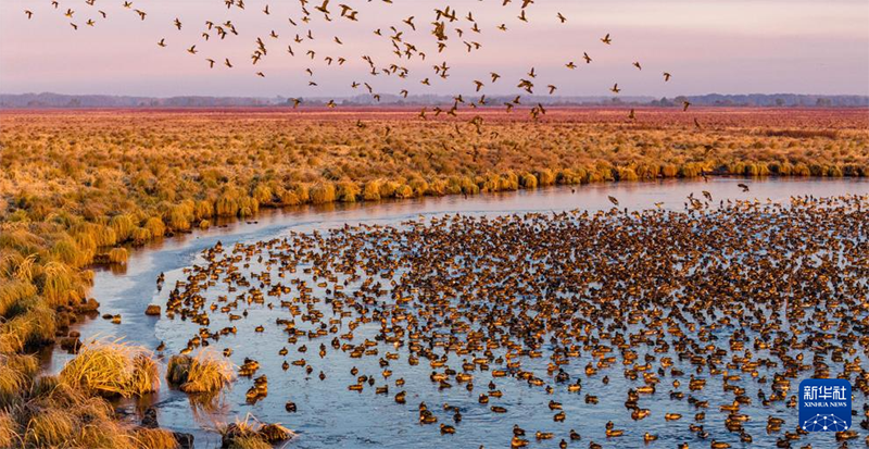 Хэйлунцзянның жайлы экологиясын мекендейтін жыл құстары көбейді
