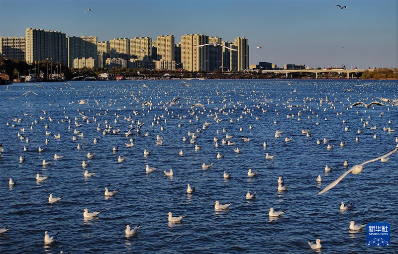 Хэйлунцзянның жайлы экологиясын мекендейтін жыл құстары көбейді