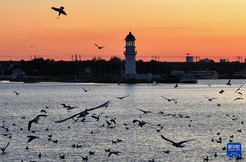 Хэйлунцзянның жайлы экологиясын мекендейтін жыл құстары көбейді