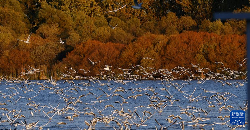 Хэйлунцзянның жайлы экологиясын мекендейтін жыл құстары көбейді