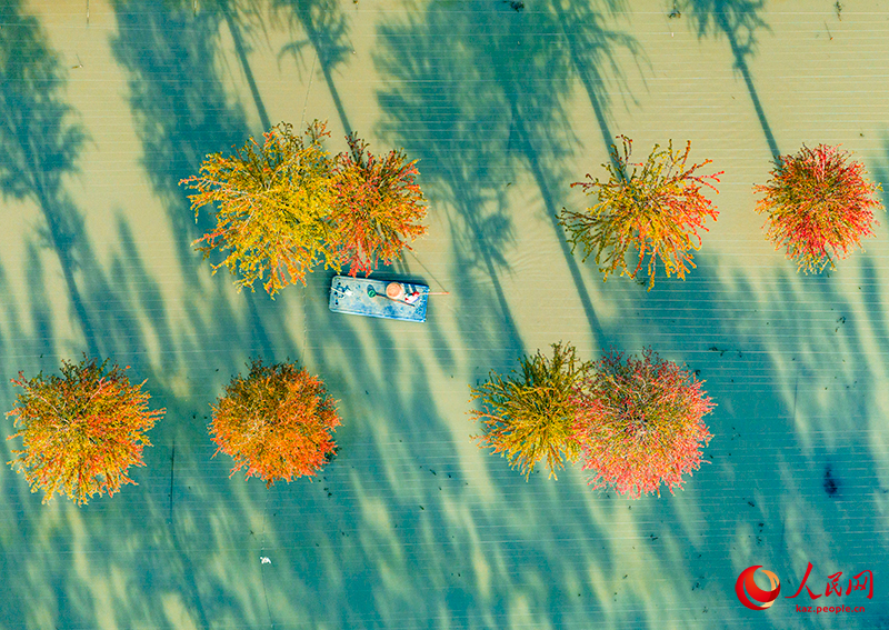 Цзянсу өлкесінің Сыхун ауданындағы орманды көл сызған суреттен аумайды