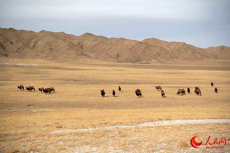 Ганьсу өлкесі Ақсай ауданындағы күздің келбеті