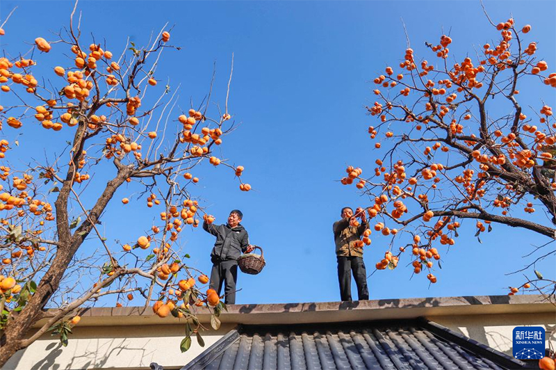 Күзгі мол өнімнің көрінісі