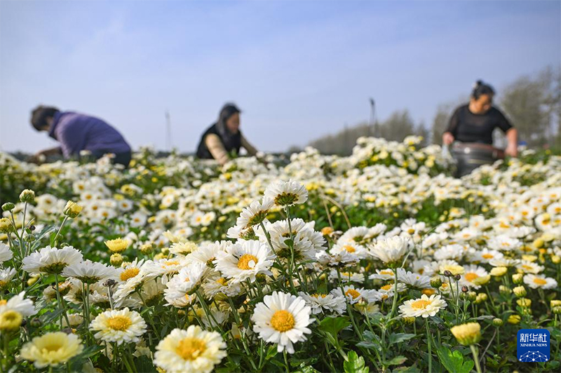 Күзгі мол өнімнің көрінісі