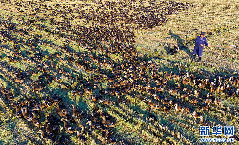 Луцзян, Аньхой: Күріш пен үйректі бірге өсіріп, екі есе табыс табу