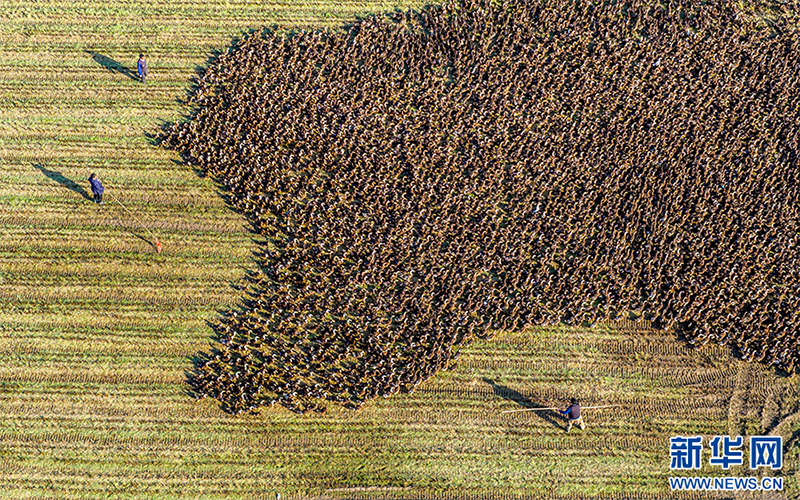 Луцзян, Аньхой: Күріш пен үйректі бірге өсіріп, екі есе табыс табу