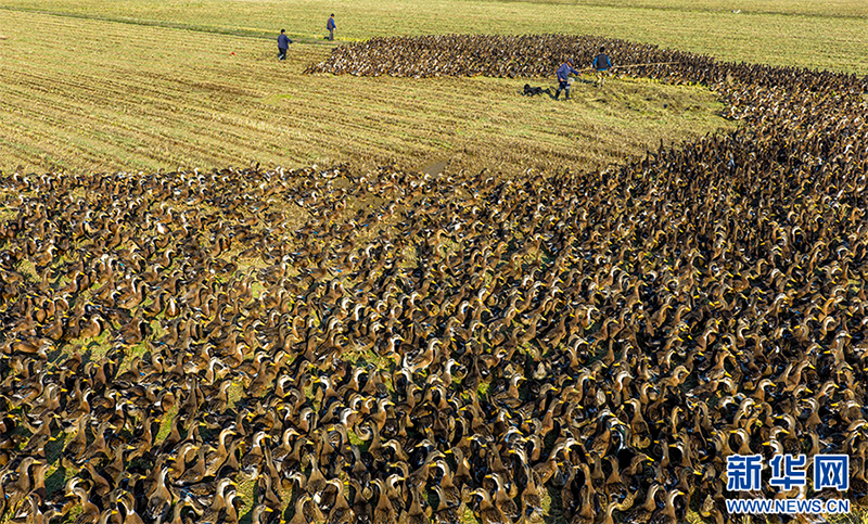 Луцзян, Аньхой: Күріш пен үйректі бірге өсіріп, екі есе табыс табу
