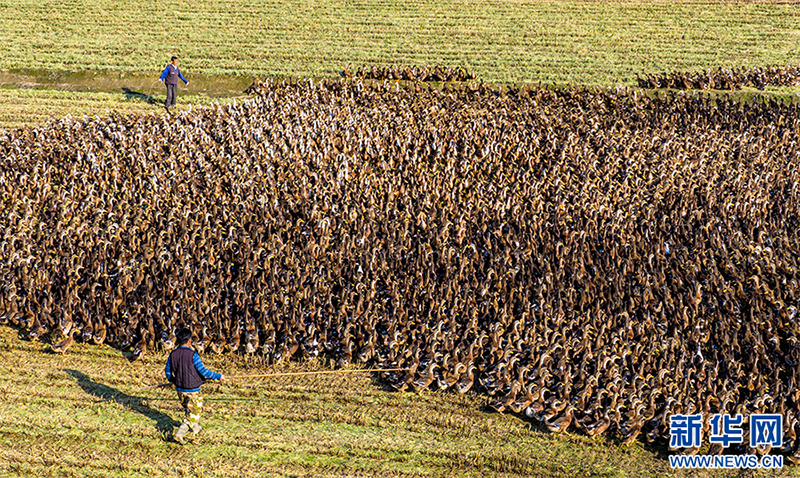 Луцзян, Аньхой: Күріш пен үйректі бірге өсіріп, екі есе табыс табу