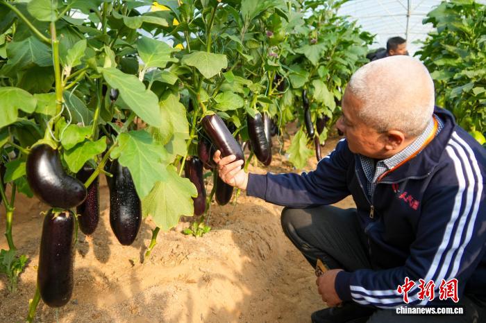 Чжэнчжоу тұқым өнеркәсібі көрмесінде 6000-нан астам жаңа және тамаша сорттар көрсетілді