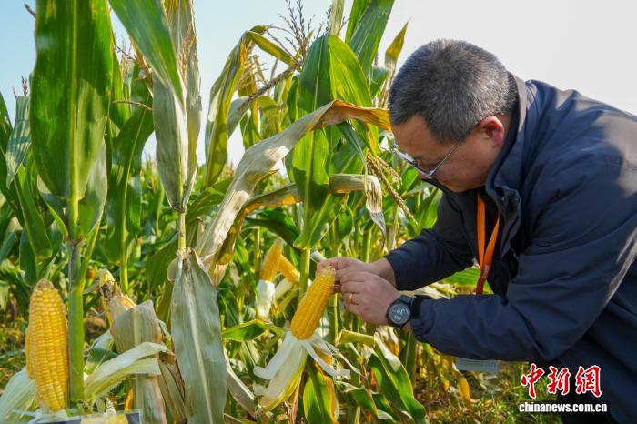 Чжэнчжоу тұқым өнеркәсібі көрмесінде 6000-нан астам жаңа және тамаша сорттар көрсетілді