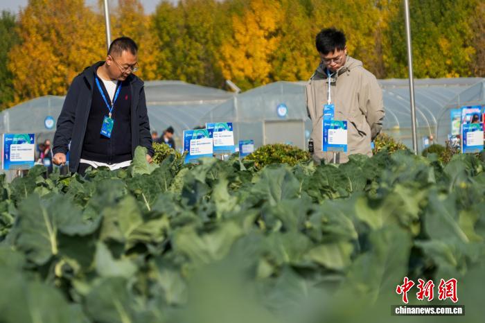 Чжэнчжоу тұқым өнеркәсібі көрмесінде 6000-нан астам жаңа және тамаша сорттар көрсетілді
