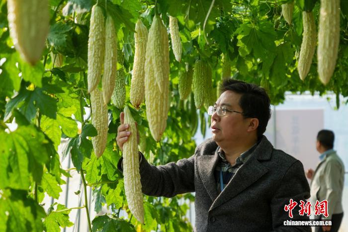 Чжэнчжоу тұқым өнеркәсібі көрмесінде 6000-нан астам жаңа және тамаша сорттар көрсетілді