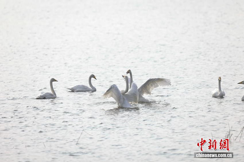 Саньмэнься, Хэнань: Сары өзеннің сазды алқабындағы аққу биі