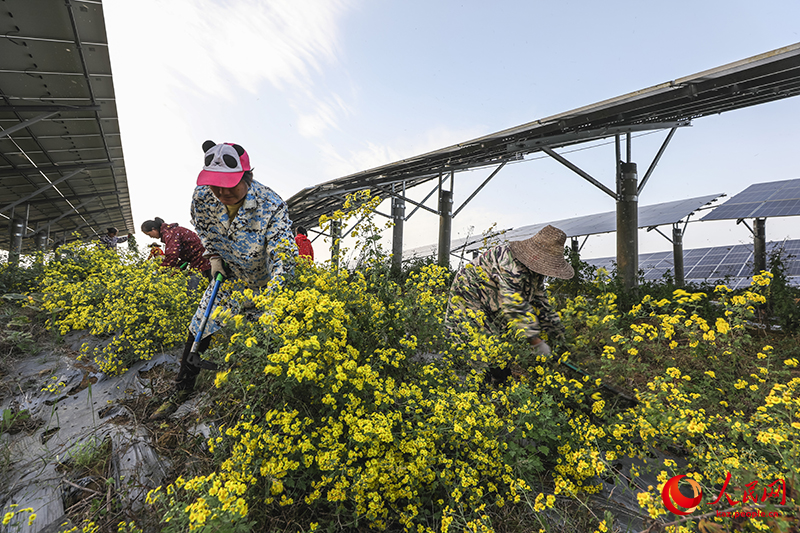 Хубэй өлкесінің Цзаоян қаласындағы фотоэлектрлік тақта астында еккен жабайы күреңкейлер жайқалды