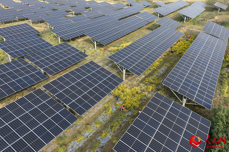 Хубэй өлкесінің Цзаоян қаласындағы фотоэлектрлік тақта астында еккен жабайы күреңкейлер жайқалды