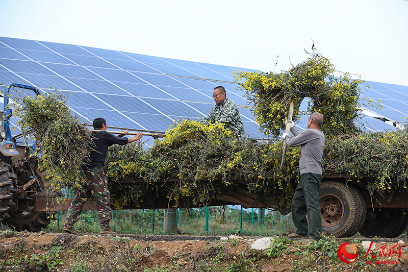 Хубэй өлкесінің Цзаоян қаласындағы фотоэлектрлік тақта астында еккен жабайы күреңкейлер жайқалды