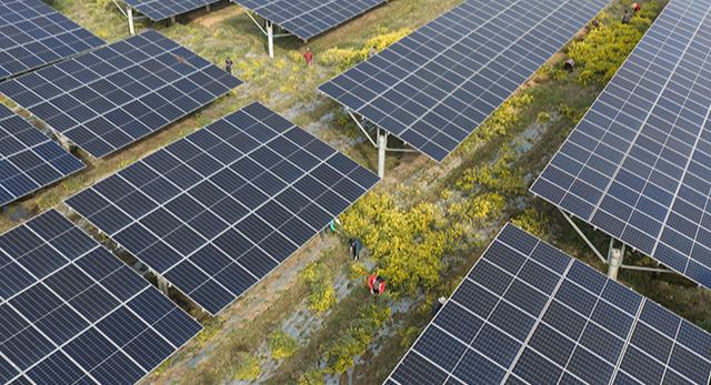 Хубэй өлкесінің Цзаоян қаласындағы фотоэлектрлік тақта астында еккен жабайы күреңкейлер жайқалды