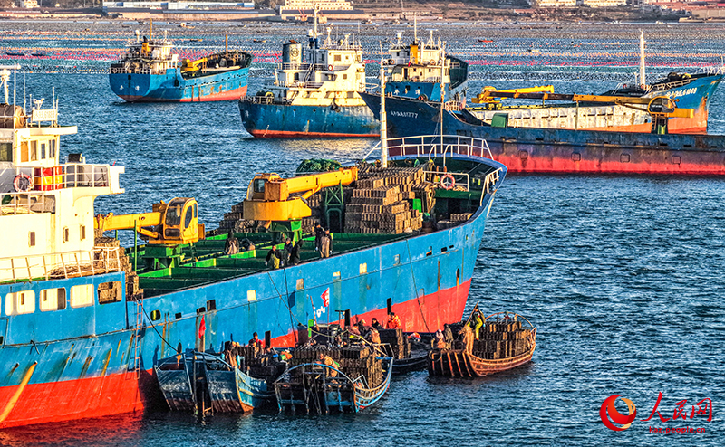 Шаньдун Жунчэн қаласында 12 миллион абалон балығы оңтүстіктегі «қыстауға» бет алды