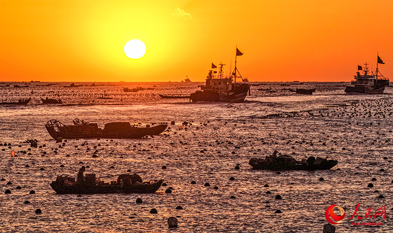 Шаньдун Жунчэн қаласында 12 миллион абалон балығы оңтүстіктегі «қыстауға» бет алды
