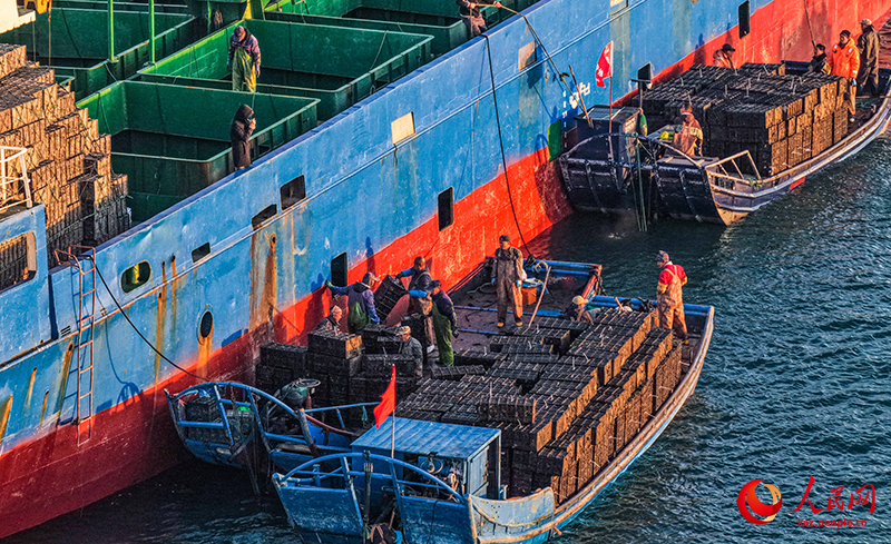 Шаньдун Жунчэн қаласында 12 миллион абалон балығы оңтүстіктегі «қыстауға» бет алды