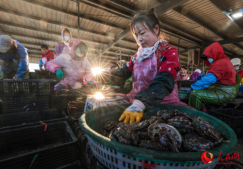 Шаньдун Жунчэн қаласында 12 миллион абалон балығы оңтүстіктегі «қыстауға» бет алды