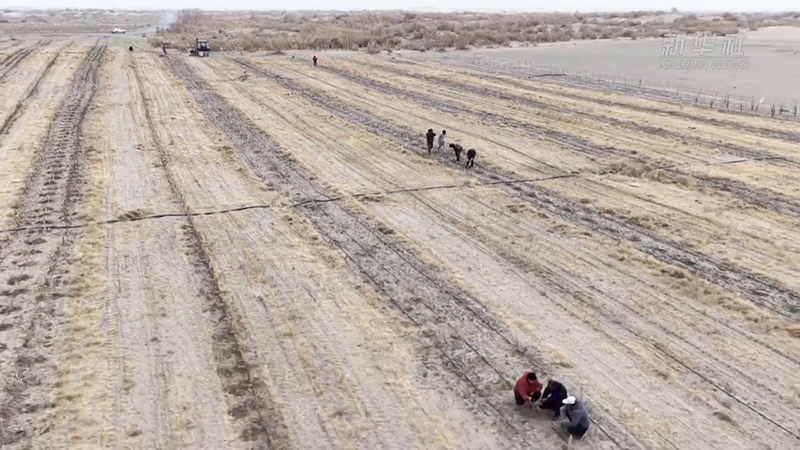 Такламакан шөлінде 500 000 жаңа көшет тамыр жайып келеді