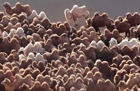 Алашаньдағы түйелер қыстауға айдалды