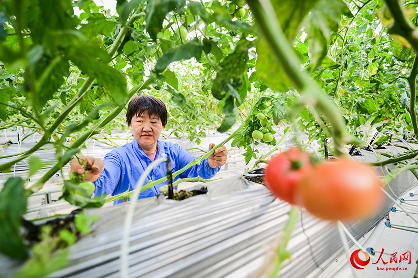 Санжы, Шыңжаң: Ақылды ауыл шаруашылығы дамуға ықпал етеді