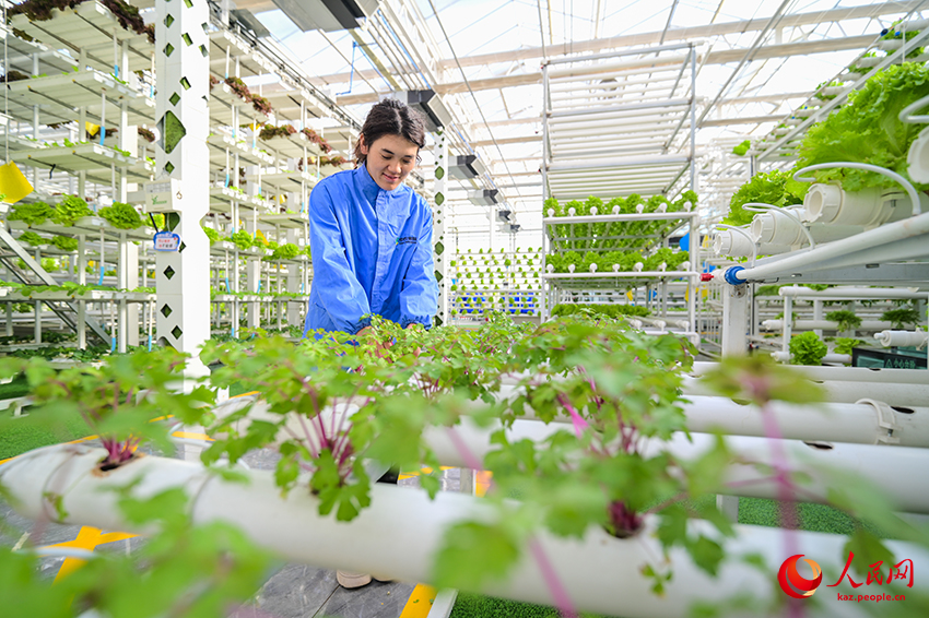 Санжы, Шыңжаң: Ақылды ауыл шаруашылығы дамуға ықпал етеді