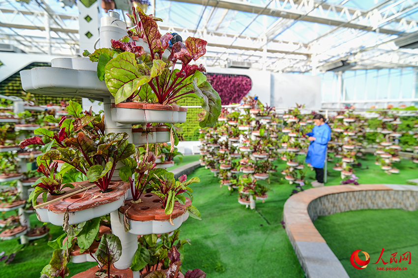 Санжы, Шыңжаң: Ақылды ауыл шаруашылығы дамуға ықпал етеді