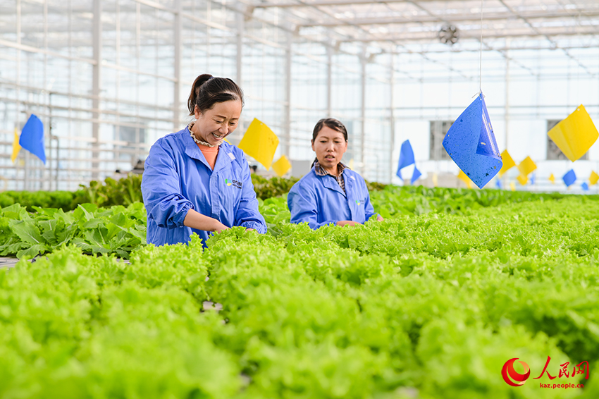 Санжы, Шыңжаң: Ақылды ауыл шаруашылығы дамуға ықпал етеді