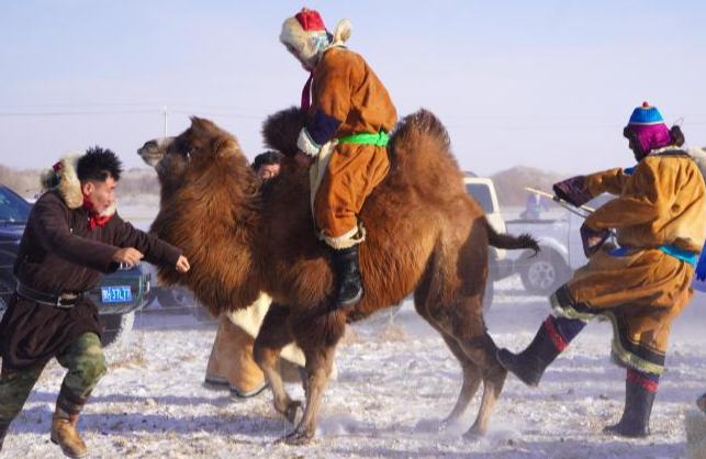 -30℃ Ішкі Моңғұл сахарасында шопандар түйе жуастырды