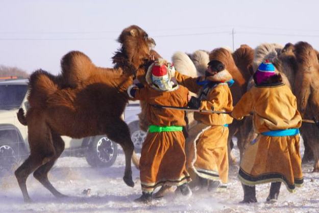 -30℃ Ішкі Моңғұл сахарасында шопандар түйе жуастырды