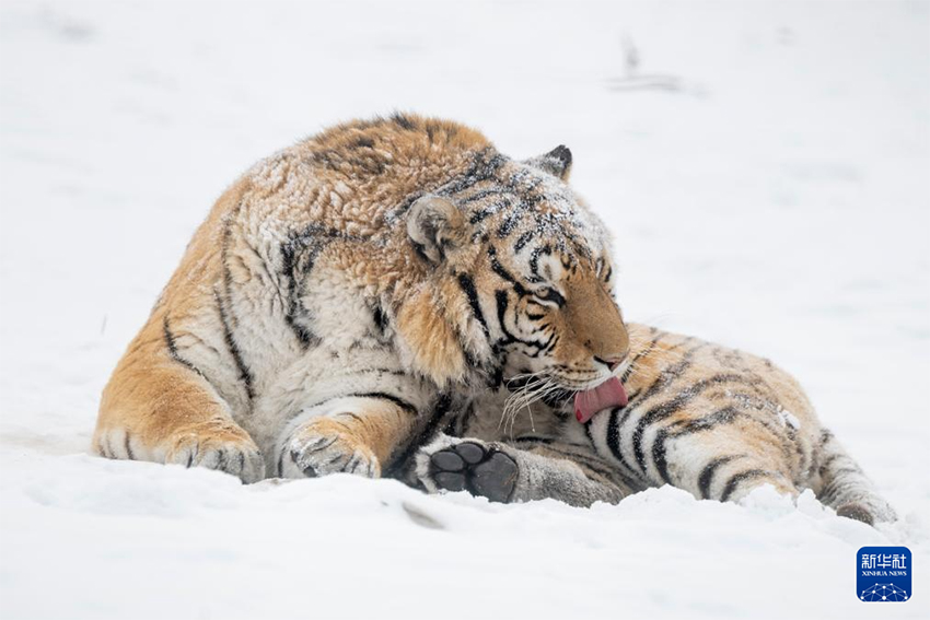 Қар жауғаннан кейінгі Маньжур жолбарысы қорығы