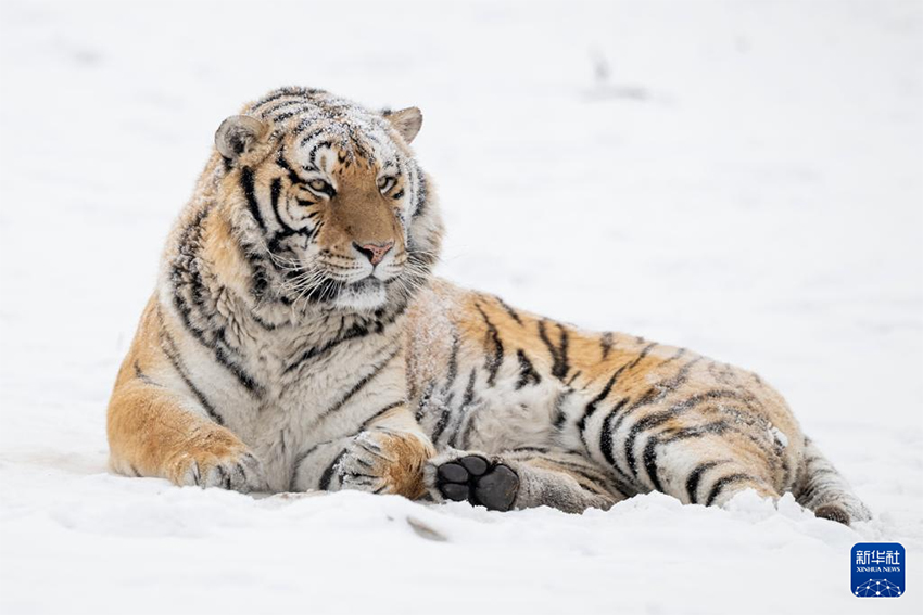 Қар жауғаннан кейінгі Маньжур жолбарысы қорығы